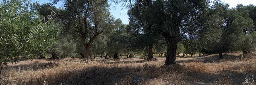 La plaine aux oliviers