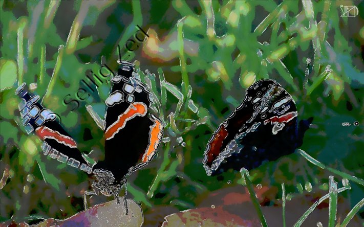 Le bal des papillons