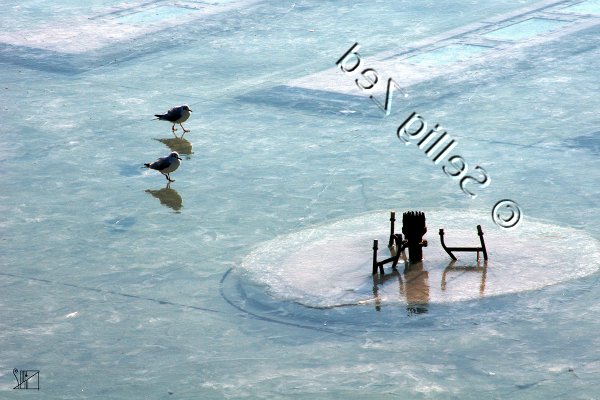Bassin pris en glace avec deux oiseaux