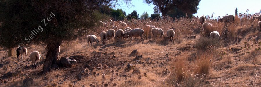 Moutons contre chardons