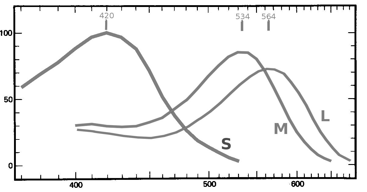 absorbances non normalisées