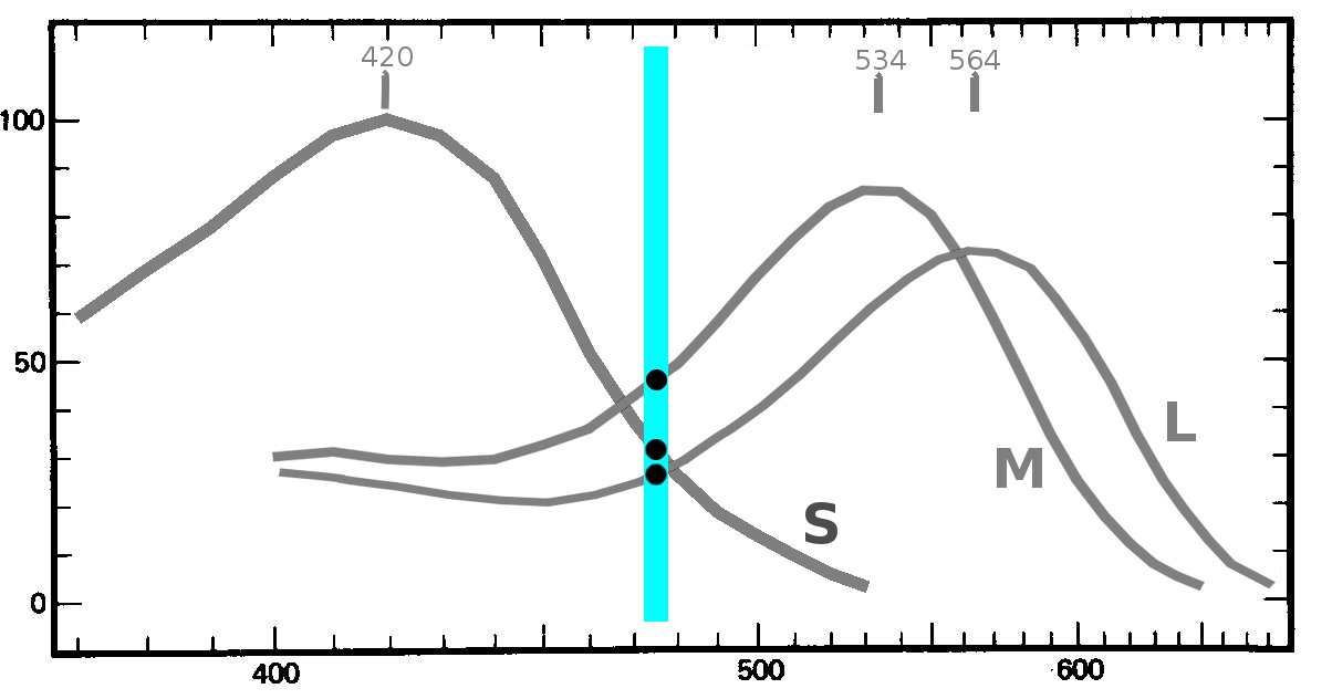 absorbances non normalisées