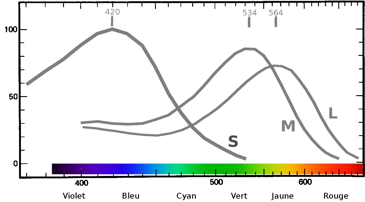 absorbances non normalisées