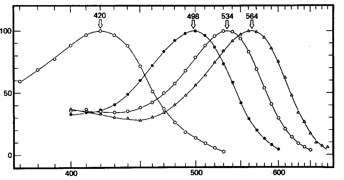 absorbances