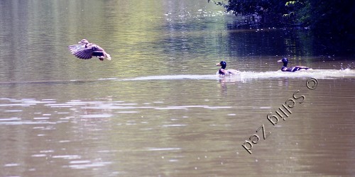 photo de canards - avec balance des blancs