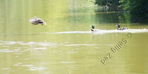 photo de canards - original