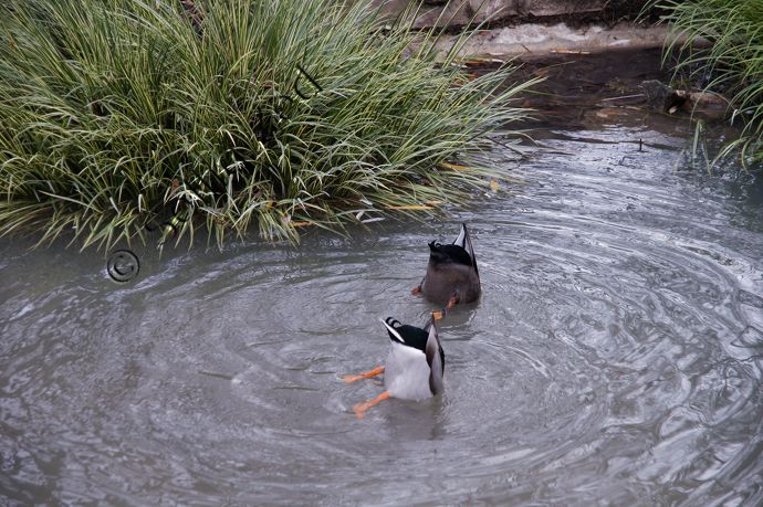 photo de canards - avec balance des blancs