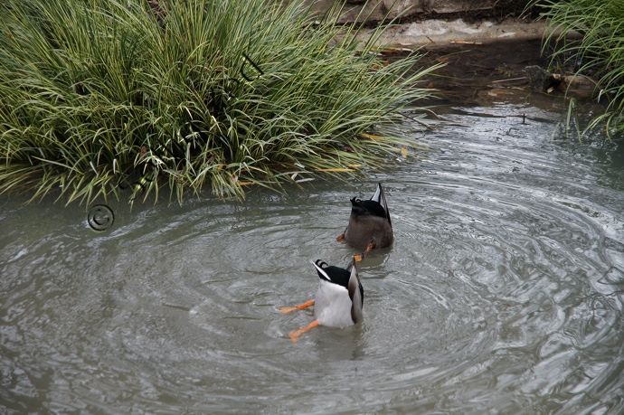 photo de canards - original