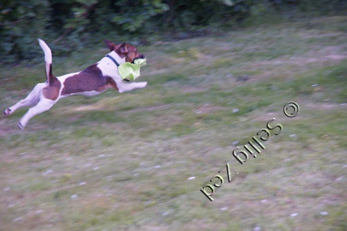 photo de chien - avec balance des blancs