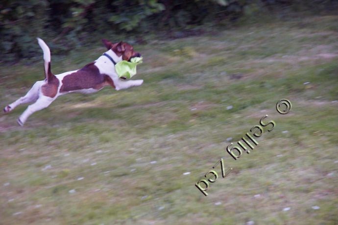 photo de chien - avec balance des blancs