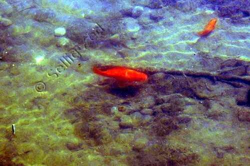 poisson dans la vase avec combinaison de retouches