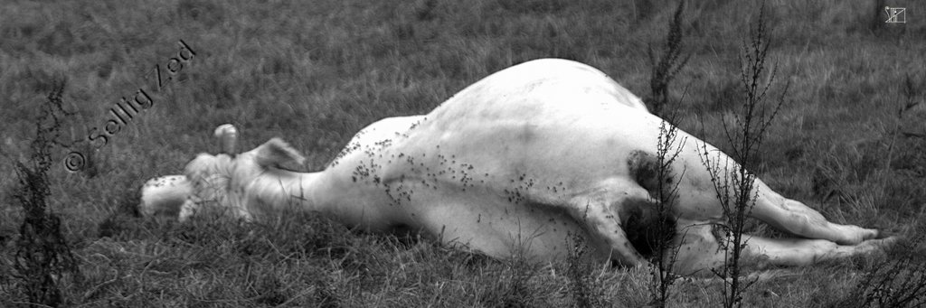 Une vache est passée