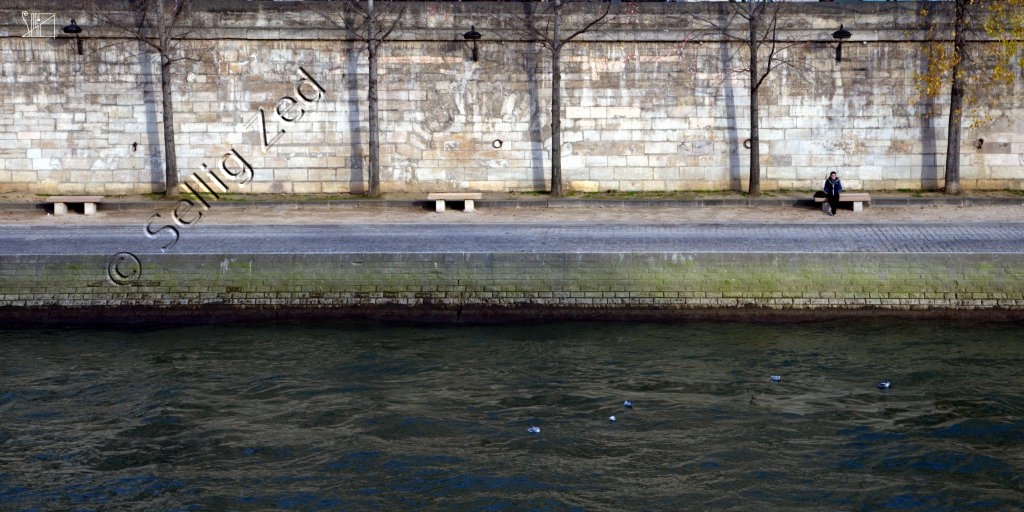 Mouettes en désordre