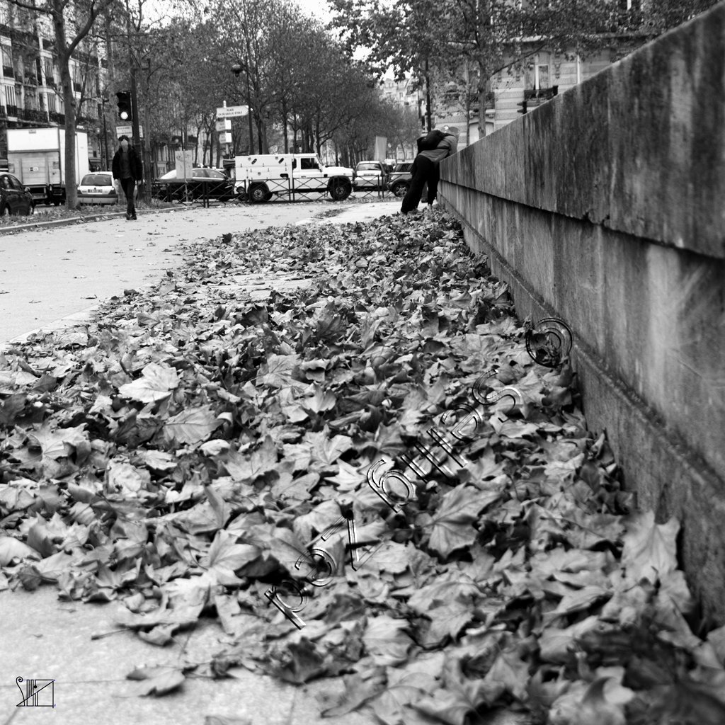 Incongrues feuilles des rues