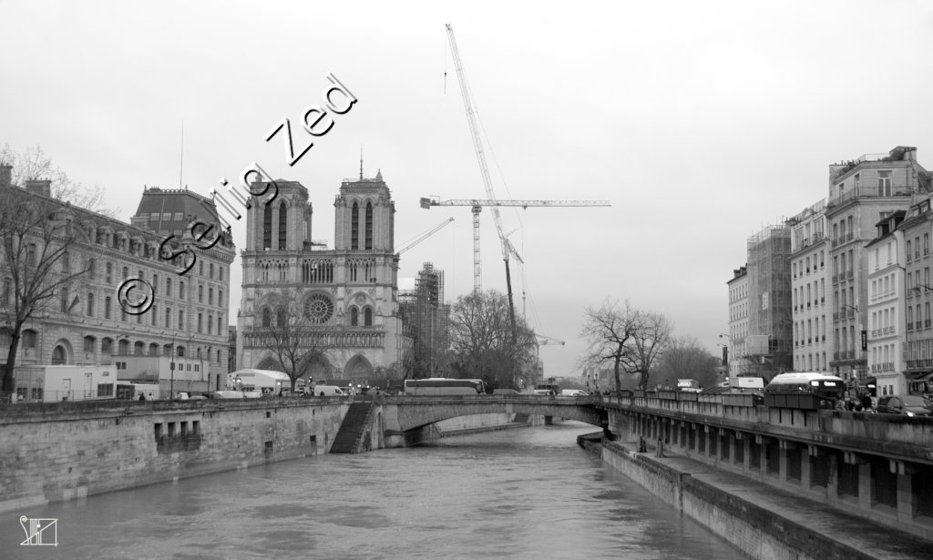 Grues et crue