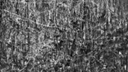photo de colombage couvert de toiles d'araignee