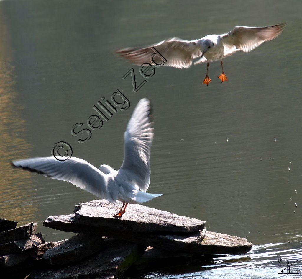 Toutes ailes dehors